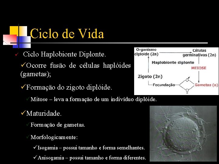 Ciclo de Vida ü Ciclo Haplobionte Diplonte. üOcorre fusão de células haplóides (gametas); üFormação