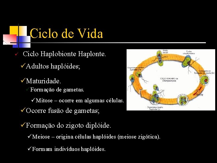 Ciclo de Vida ü Ciclo Haplobionte Haplonte. üAdultos haplóides; üMaturidade. üFormação de gametas. üMitose