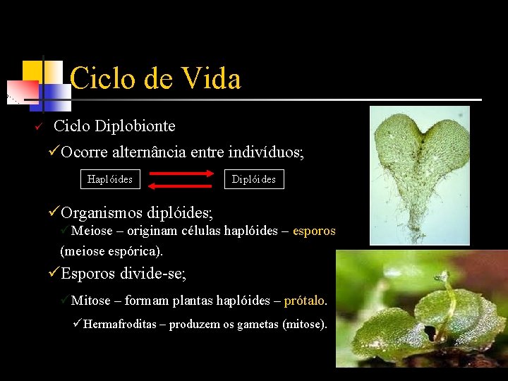 Ciclo de Vida ü Ciclo Diplobionte üOcorre alternância entre indivíduos; Haplóides Diplóides üOrganismos diplóides;