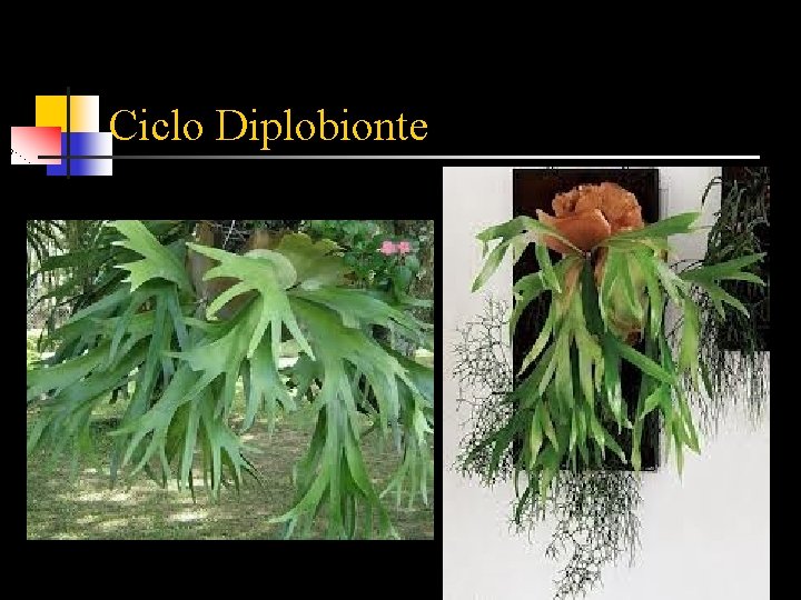 Ciclo Diplobionte 