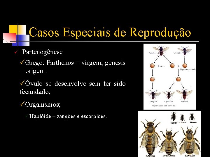 Casos Especiais de Reprodução ü Partenogênese üGrego: Parthenos = virgem; genesis = origem. üÓvulo