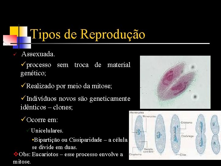 Tipos de Reprodução ü Assexuada. üprocesso sem troca de material genético; üRealizado por meio