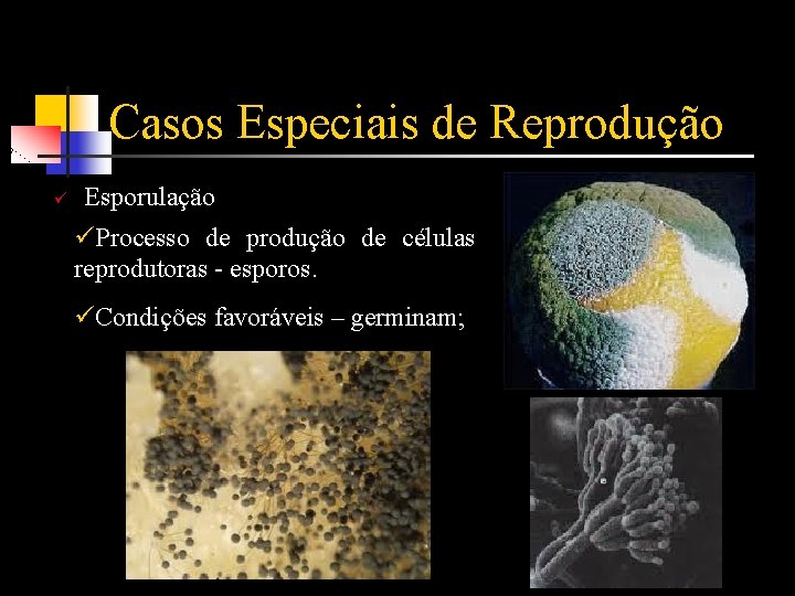 Casos Especiais de Reprodução ü Esporulação üProcesso de produção de células reprodutoras - esporos.