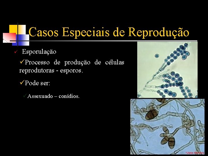 Casos Especiais de Reprodução ü Esporulação üProcesso de produção de células reprodutoras - esporos.