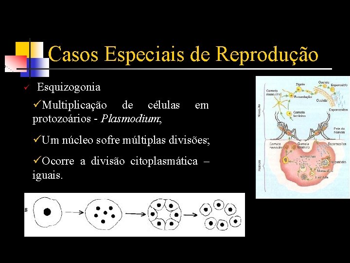 Casos Especiais de Reprodução ü Esquizogonia üMultiplicação de células protozoários - Plasmodium; em üUm