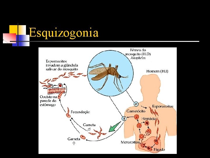 Esquizogonia 