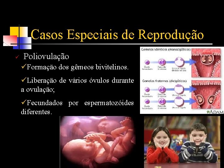 Casos Especiais de Reprodução ü Poliovulação üFormação dos gêmeos bivitelinos. üLiberação de vários óvulos