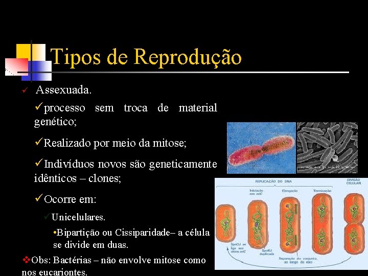 Tipos de Reprodução ü Assexuada. üprocesso sem troca de material genético; üRealizado por meio