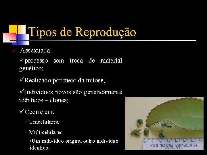 Tipos de Reprodução ü Assexuada. üprocesso sem troca de material genético; üRealizado por meio