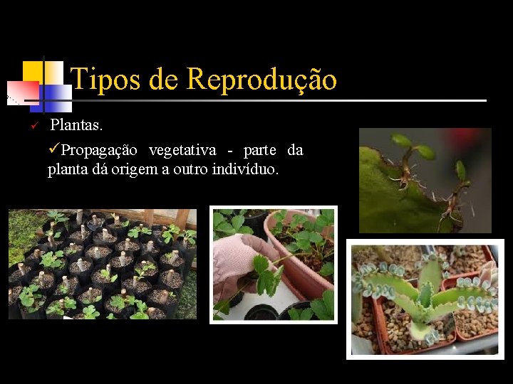Tipos de Reprodução ü Plantas. üPropagação vegetativa - parte da planta dá origem a