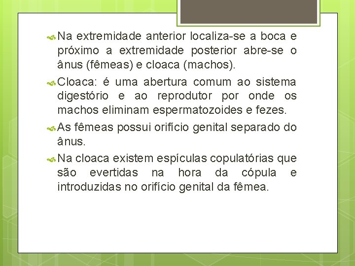  Na extremidade anterior localiza-se a boca e próximo a extremidade posterior abre-se o