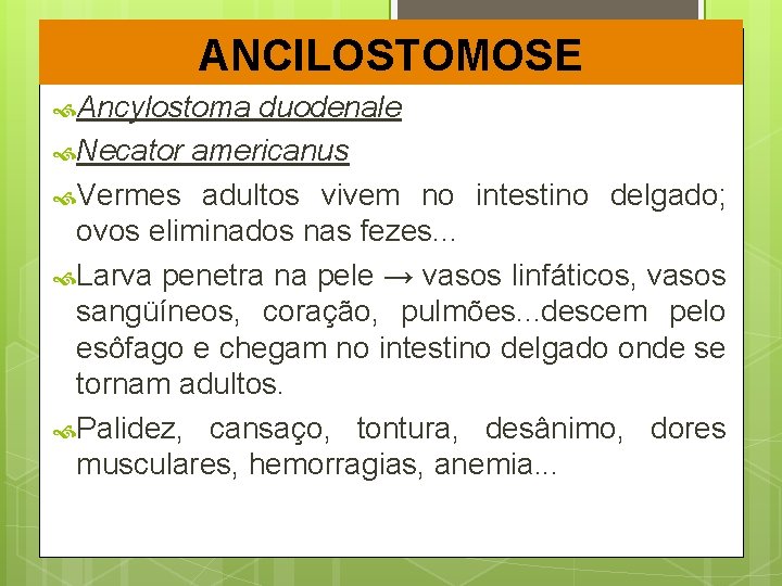 ANCILOSTOMOSE Ancylostoma duodenale Necator americanus Vermes adultos vivem no intestino delgado; ovos eliminados nas