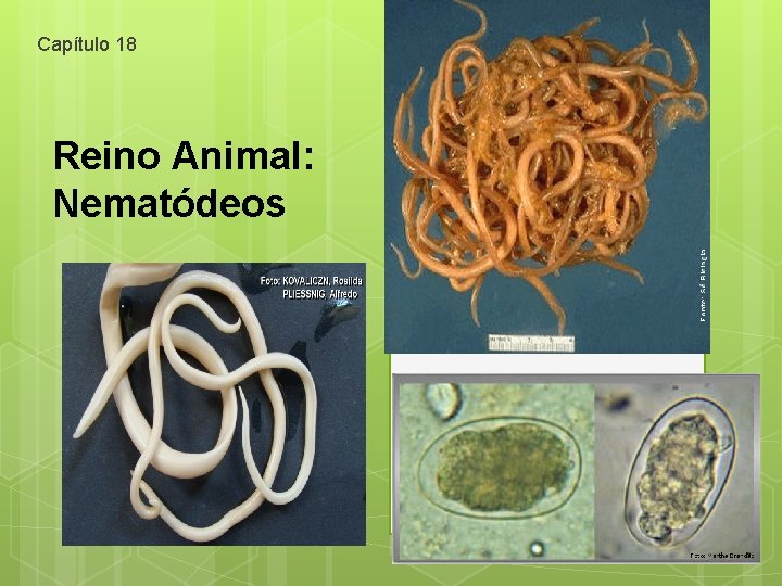 Capítulo 18 Reino Animal: Nematódeos 