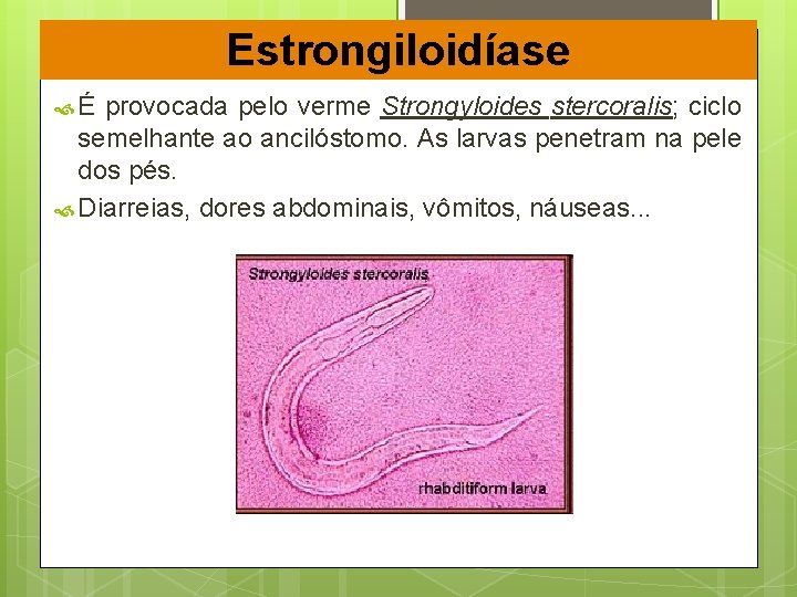 Estrongiloidíase É provocada pelo verme Strongyloides stercoralis; ciclo semelhante ao ancilóstomo. As larvas penetram