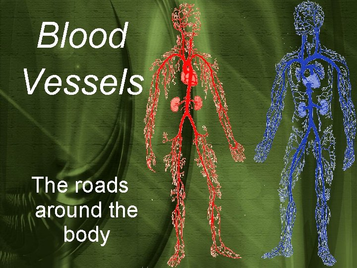 Blood Vessels The roads around the body 