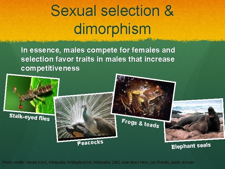 Sexual selection & dimorphism In essence, males compete for females and selection favor traits