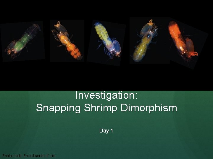 Investigation: Snapping Shrimp Dimorphism Day 1 Photo credit: Encyclopedia of Life 