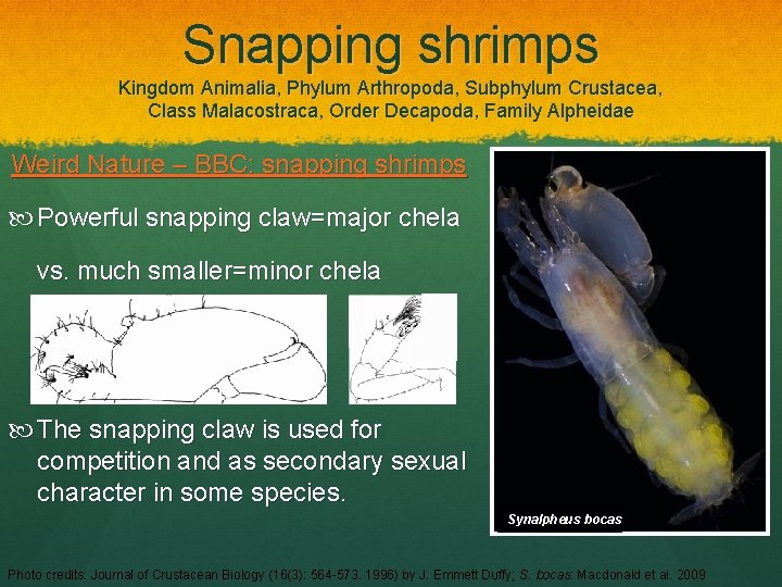 Snapping shrimps Kingdom Animalia, Phylum Arthropoda, Subphylum Crustacea, Class Malacostraca, Order Decapoda, Family Alpheidae