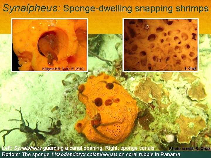 Synalpheus: Sponge-dwelling snapping shrimps Hultgren KM, Duffy JE (2010) S. Chak Left: Synalpheus guarding