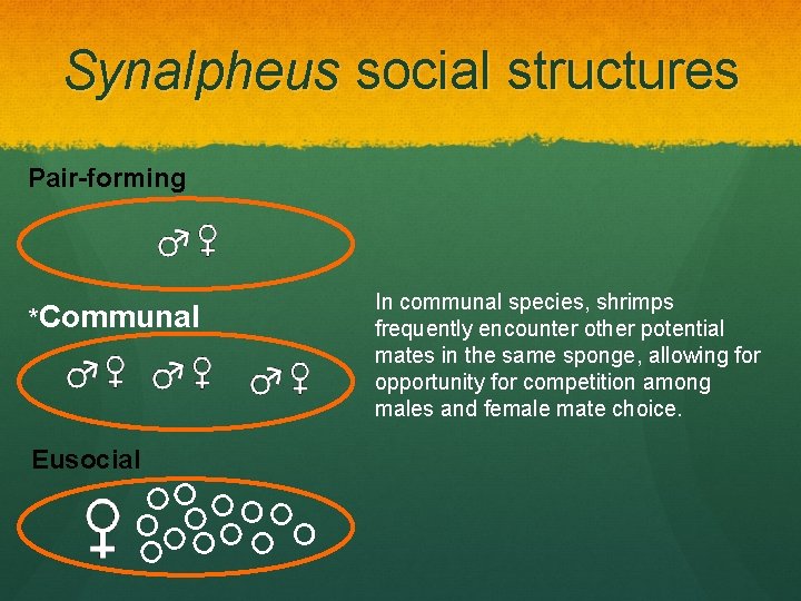 Synalpheus social structures Pair-forming *Communal Eusocial In communal species, shrimps frequently encounter other potential