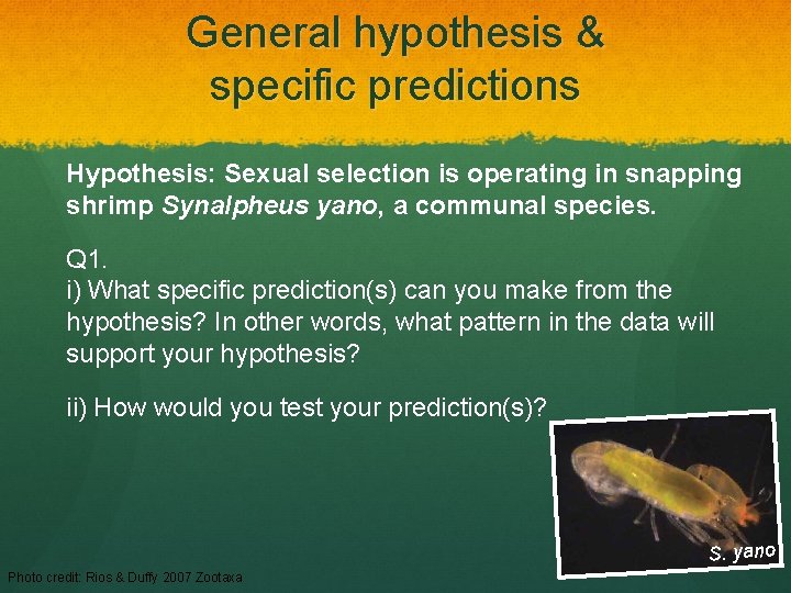 General hypothesis & specific predictions Hypothesis: Sexual selection is operating in snapping shrimp Synalpheus