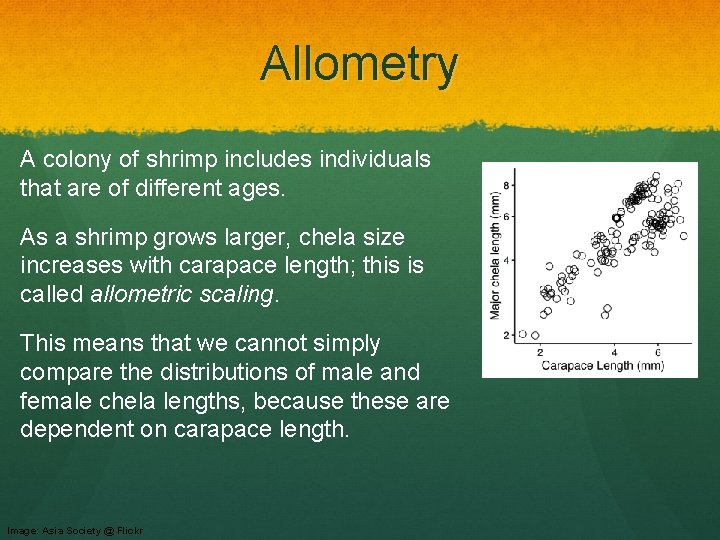 Allometry A colony of shrimp includes individuals that are of different ages. As a