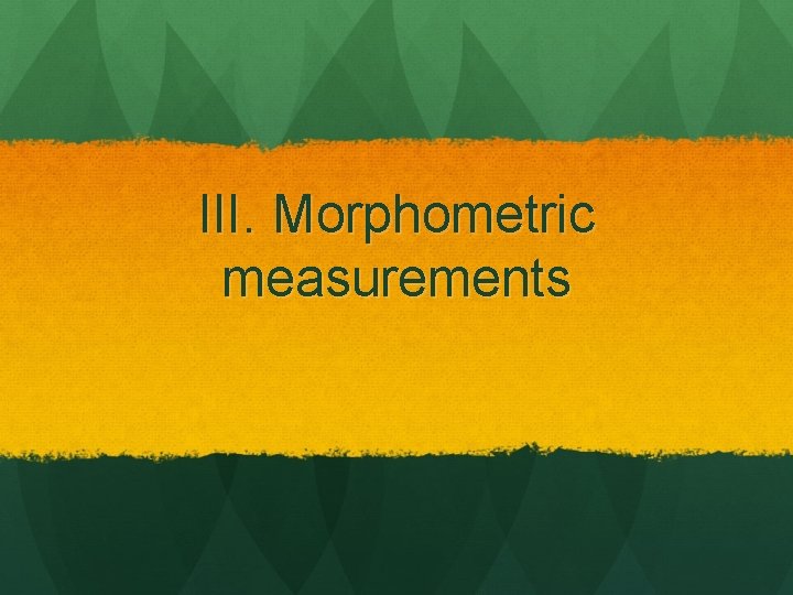 III. Morphometric measurements 