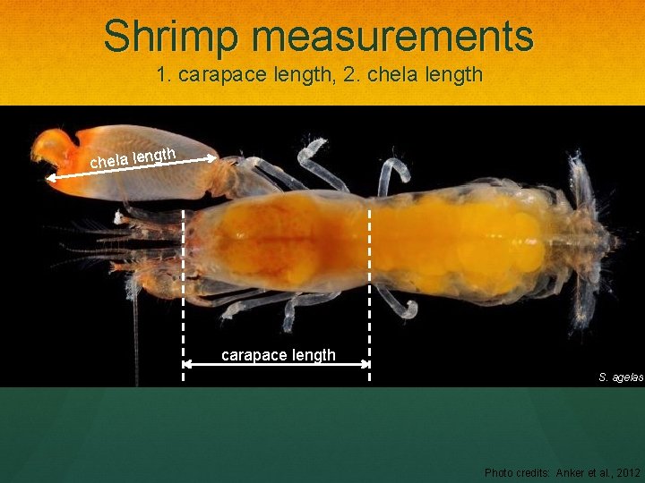 Shrimp measurements 1. carapace length, 2. chela length chela len carapace length S. agelas