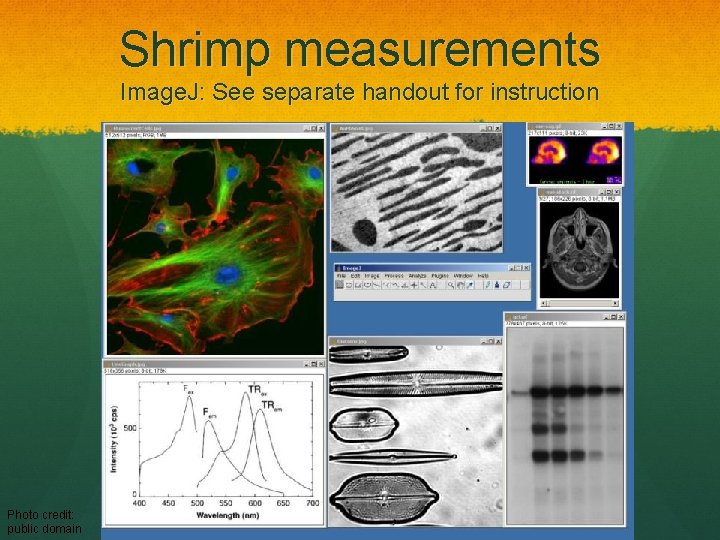 Shrimp measurements Image. J: See separate handout for instruction Photo credit: public domain 