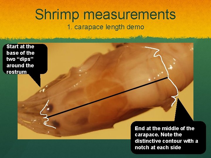 Shrimp measurements 1. carapace length demo Start at the base of the two “dips”