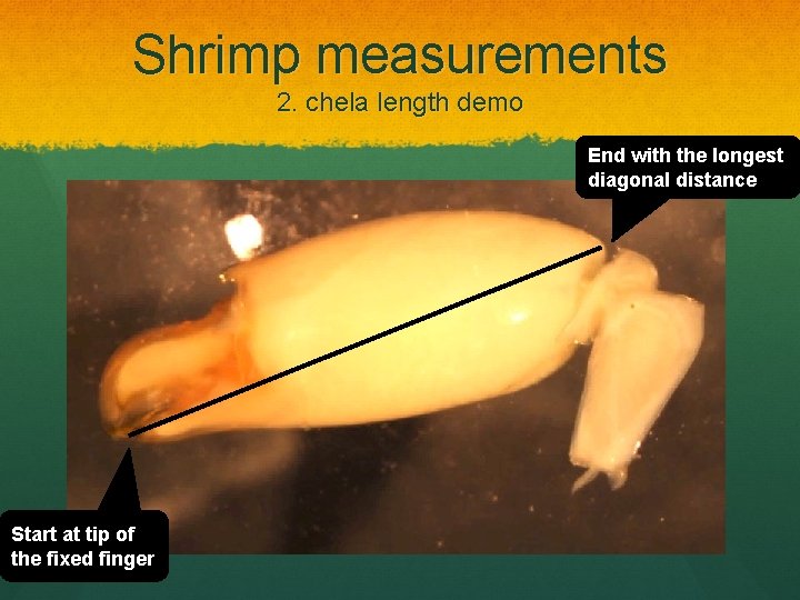 Shrimp measurements 2. chela length demo End with the longest diagonal distance Start at