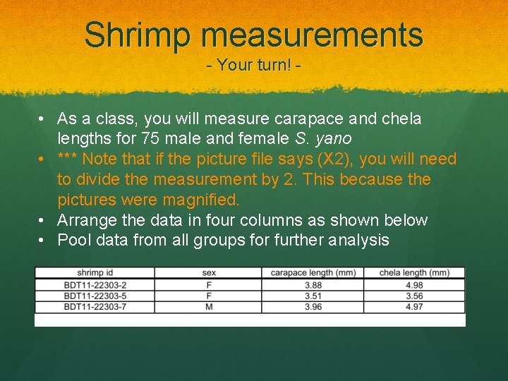 Shrimp measurements - Your turn! - • As a class, you will measure carapace