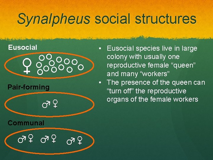 Synalpheus social structures Eusocial Pair-forming Communal • Eusocial species live in large colony with