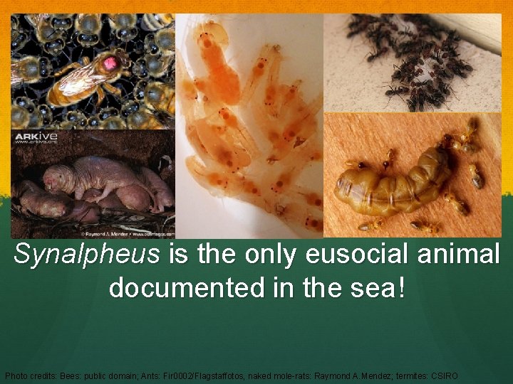 Synalpheus is the only eusocial animal documented in the sea! Photo credits: Bees: public