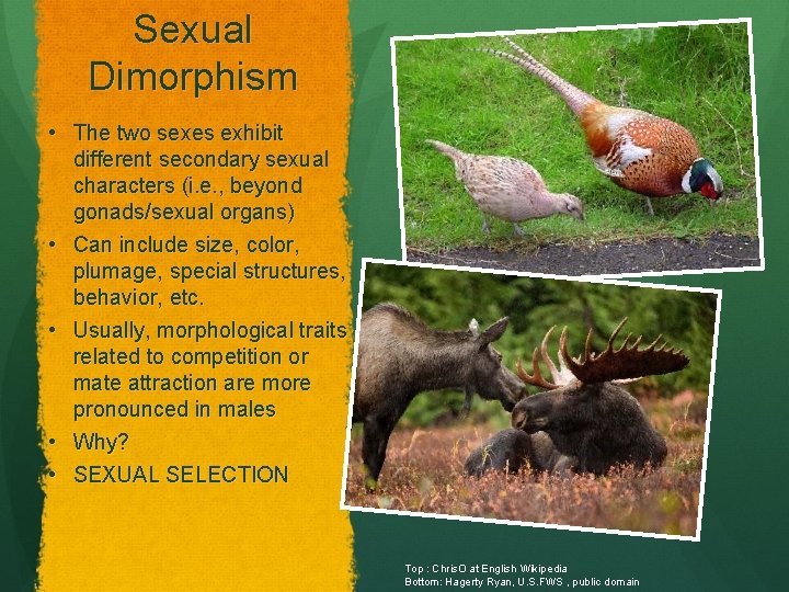 Sexual Dimorphism • The two sexes exhibit different secondary sexual characters (i. e. ,