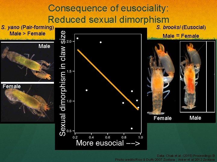 Consequence of eusociality: Reduced sexual dimorphism S. yano (Pair-forming) Male > Female S. brooksi