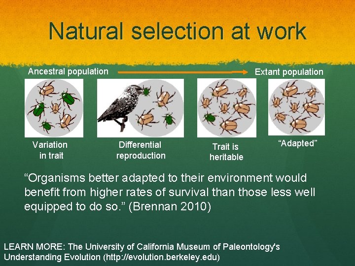 Natural selection at work Ancestral population Variation in trait Extant population Differential reproduction Trait