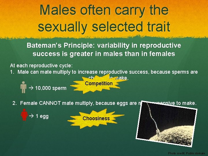 Males often carry the sexually selected trait Bateman’s Principle: variability in reproductive success is