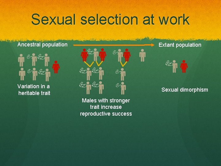 Sexual selection at work Ancestral population Extant population Variation in a heritable trait Sexual