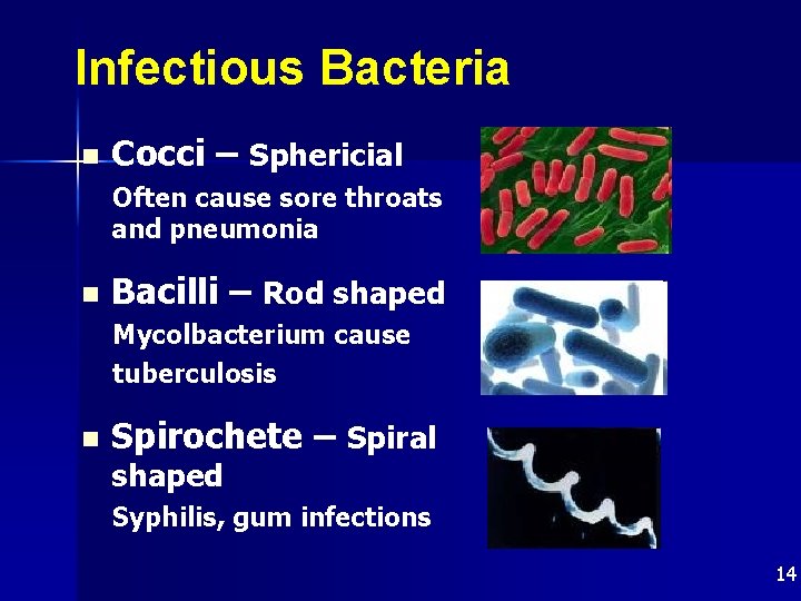 Infectious Bacteria n Cocci – Sphericial Often cause sore throats and pneumonia n Bacilli