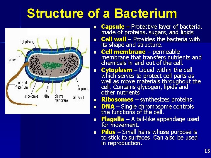 Structure of a Bacterium n n n n Capsule – Protective layer of bacteria.