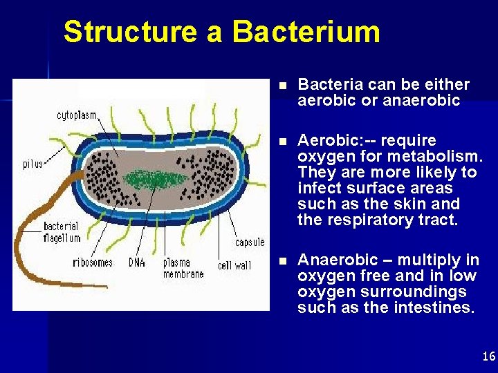 Structure a Bacterium n Bacteria can be either aerobic or anaerobic n Aerobic: --