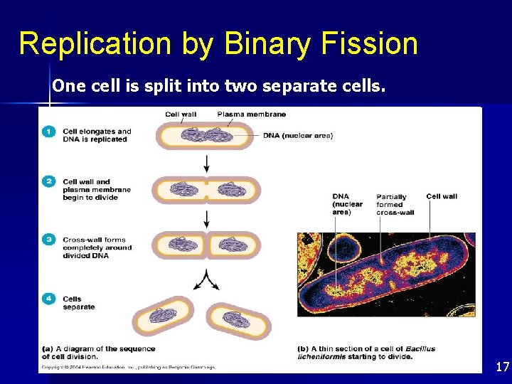 Replication by Binary Fission One cell is split into two separate cells. 17 