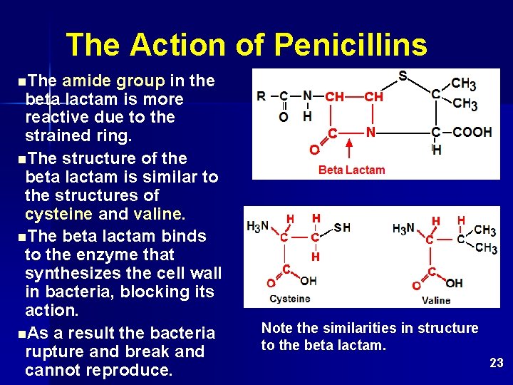 The Action of Penicillins n. The amide group in the beta lactam is more