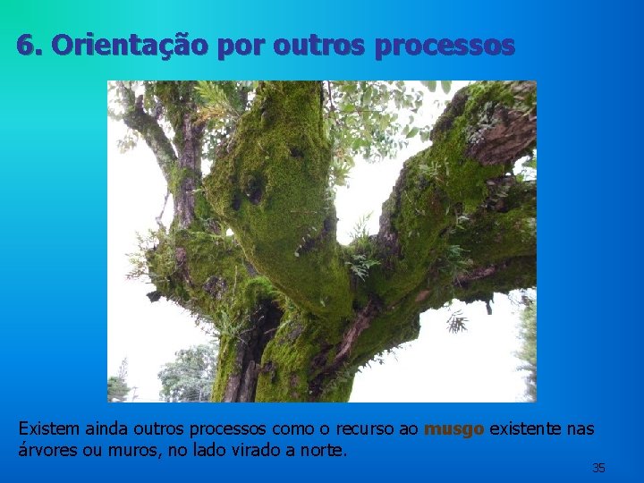 6. Orientação por outros processos Existem ainda outros processos como o recurso ao musgo 6. Orientação por outros processos Existem ainda outros processos como o recurso ao musgo