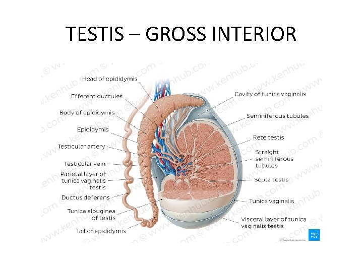 Inner Testes SPERMATOGENESIS DR SHIVRAM BHAT PROFESSOR LEARNING OBJECTIVES TO