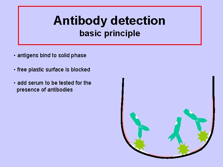 Antibody detection basic principle • antigens bind to solid phase • free plastic surface