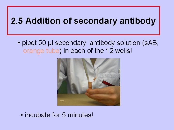 2. 5 Addition of secondary antibody • pipet 50 µl secondary antibody solution (s.