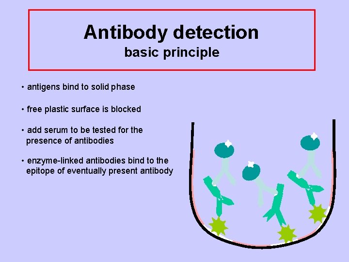 Antibody detection basic principle • antigens bind to solid phase • free plastic surface