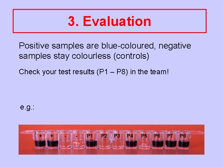 3. Evaluation Positive samples are blue-coloured, negative samples stay colourless (controls) Check your test